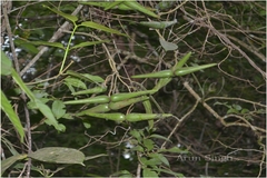 Anodendron paniculatum